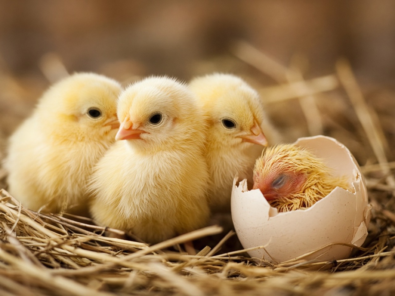 Three fluffy yellow chicks on straw beside a newly hatched chick emerging from a cracked eggshell